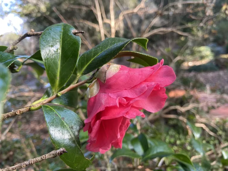 Camellia japonica 'Kumasaka' flower