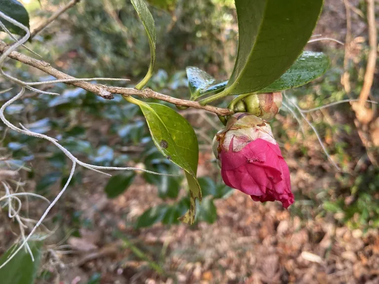 Camellia japonica 'Kumasaka' flower bud