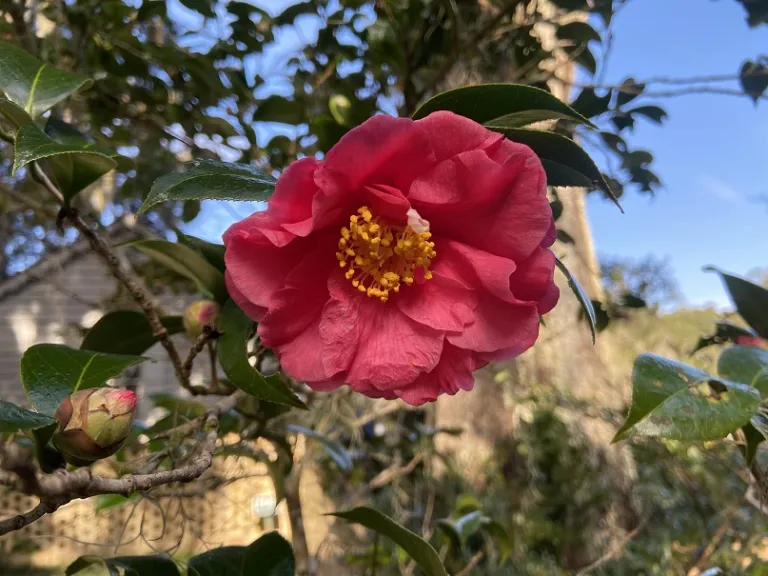 Camellia japonica 'Kumasaka' flower