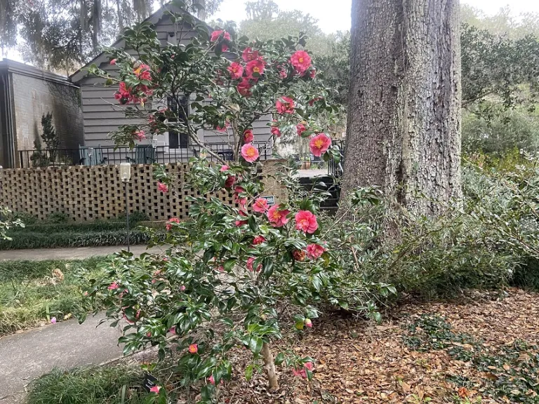 Camellia japonica 'Kumasaka' flowering habit