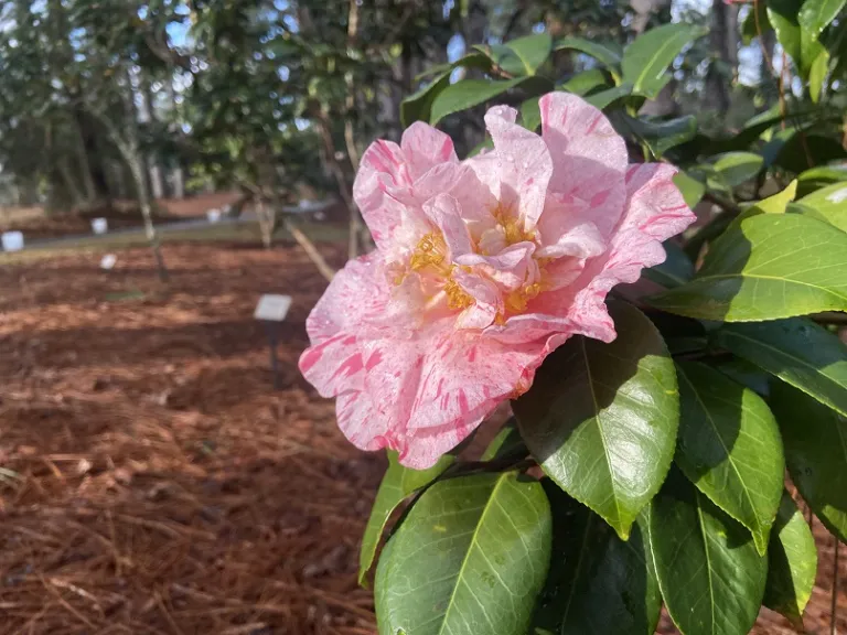 Camellia japonica 'Lauren Tudor' flower