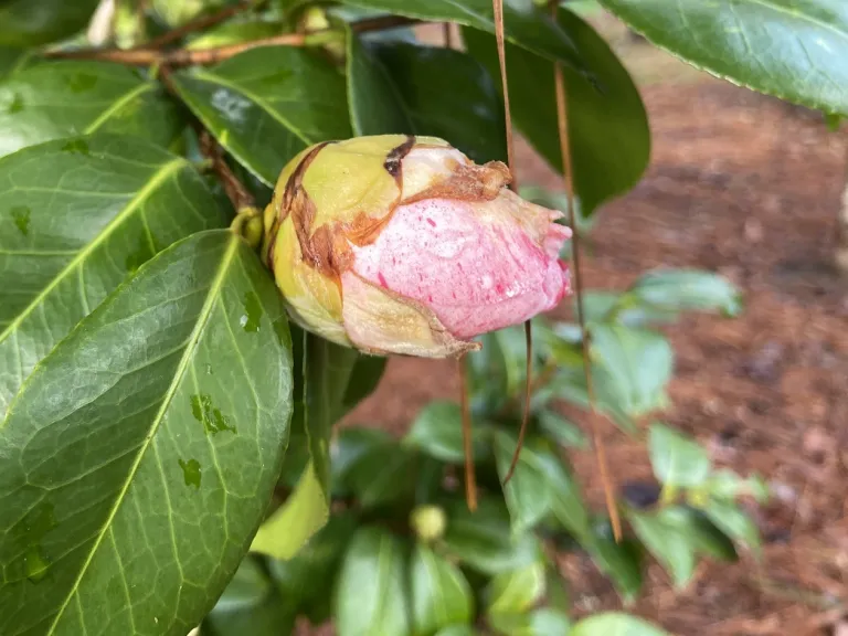 Camellia japonica 'Lauren Tudor' flower bud