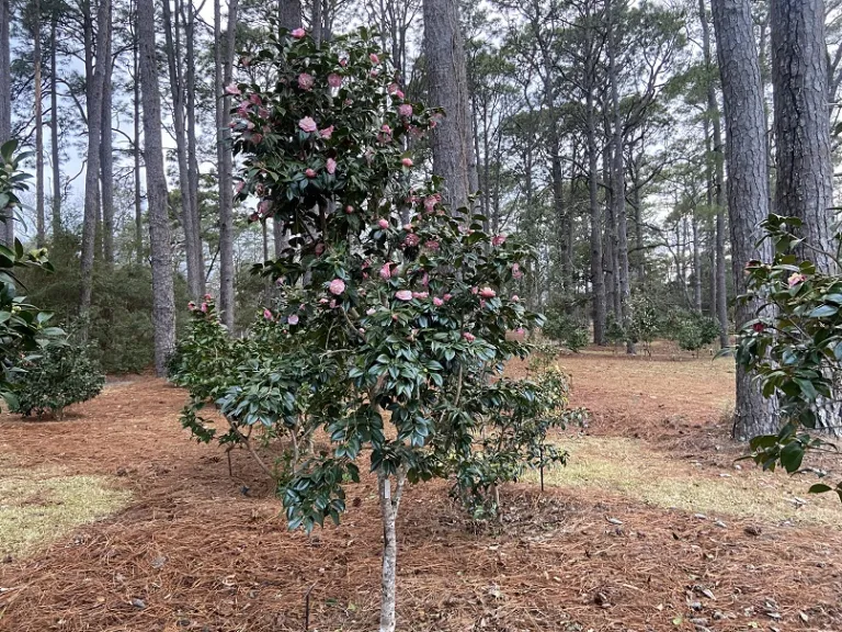 Camellia japonica 'Little Michael' flowering habit