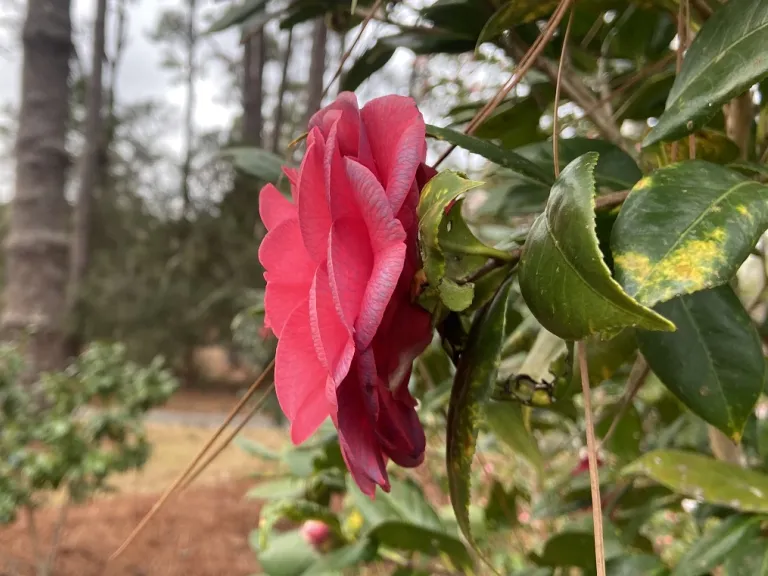 Camellia japonica 'Mathotiana' flower