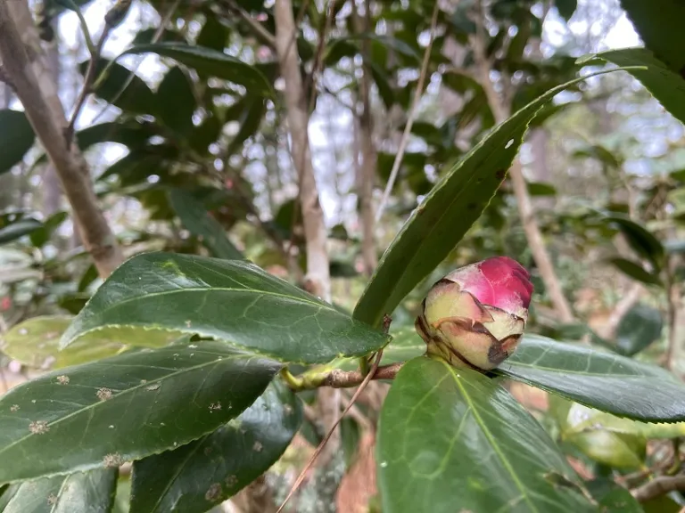 Camellia japonica 'Mathotiana' flower bud