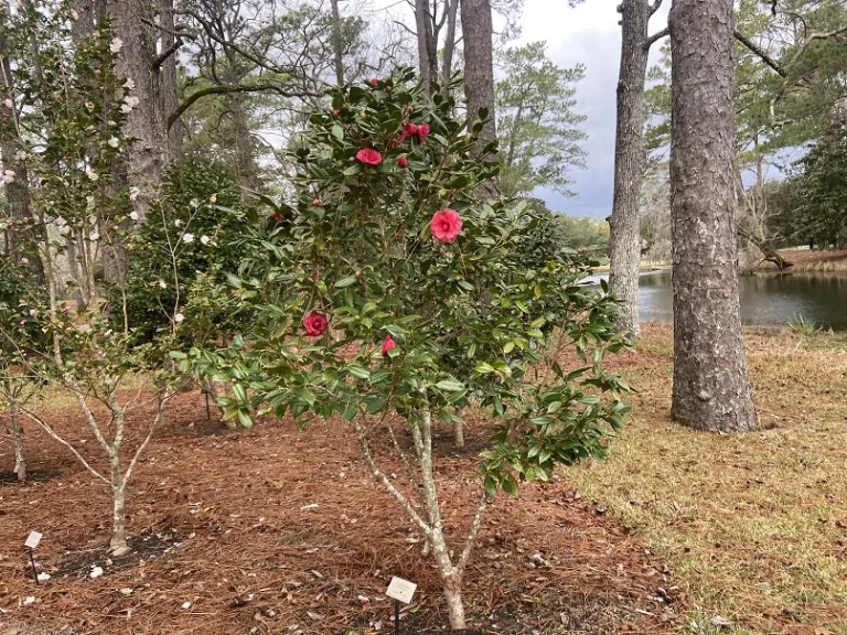 Camellia japonica 'Mathotiana' flowering habit