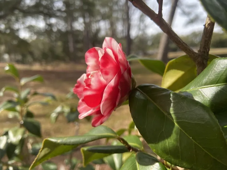 Camellia japonica 'Men's Mini' flower