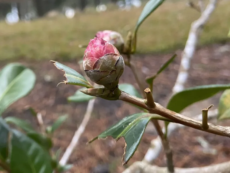 Camellia japonica 'Men's Mini' flower bud and deer damage