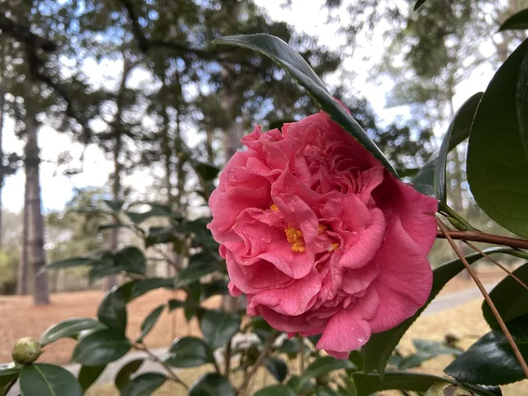 Camellia japonica 'Otahuhu Beauty' flower