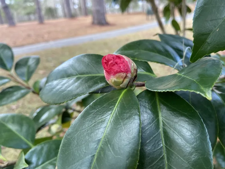 Camellia japonica 'Otahuhu Beauty' flower bud