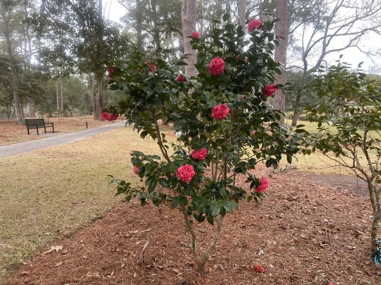 Camellia japonica 'Otahuhu Beauty' flowering habit