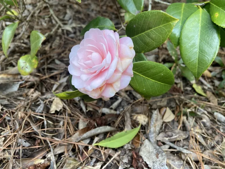 Camellia japonica 'Pink Perfection' flower