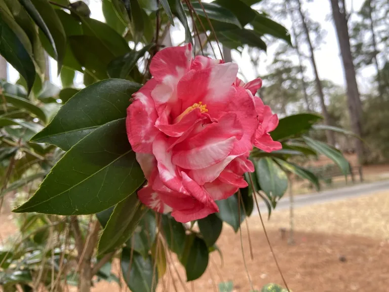 Camellia japonica 'Rupie's Charleston' flower