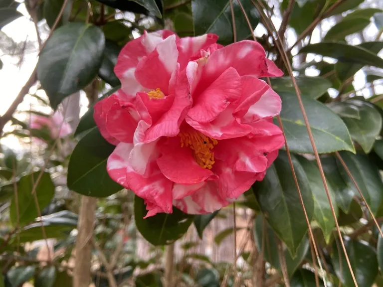 Camellia japonica 'Rupie's Charleston' flower