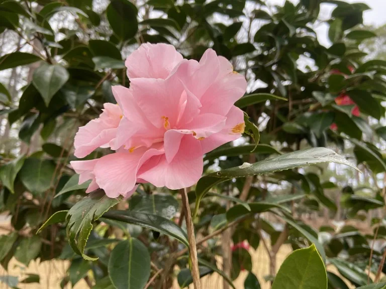 Camellia japonica 'Show Time' flower