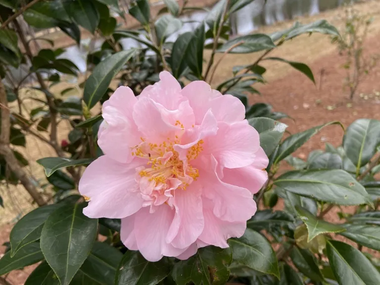 Camellia japonica 'Show Time' flower