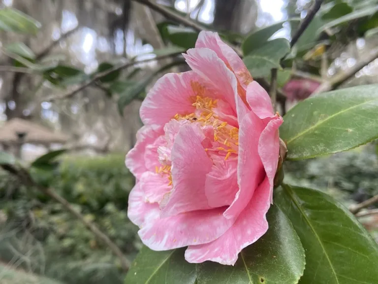 Camellia japonica 'Tomorrow's Dawn' flower