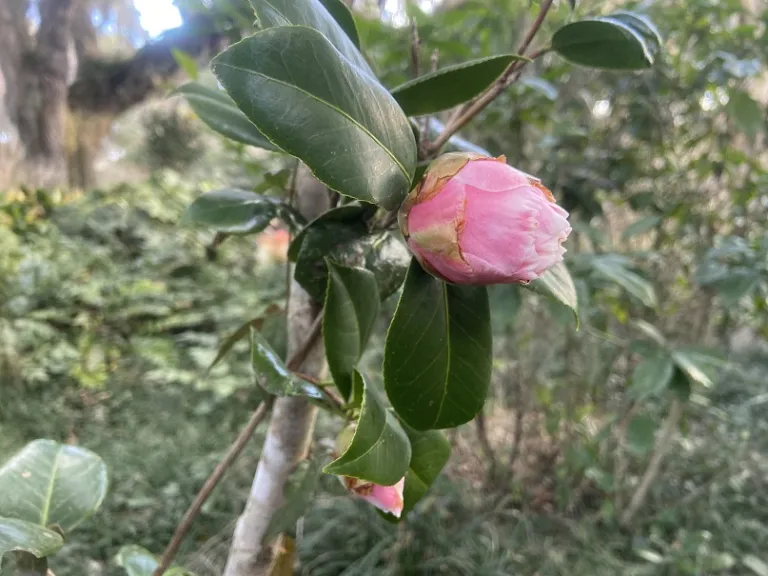 Camellia japonica 'Tomorrow's Dawn' flower bud