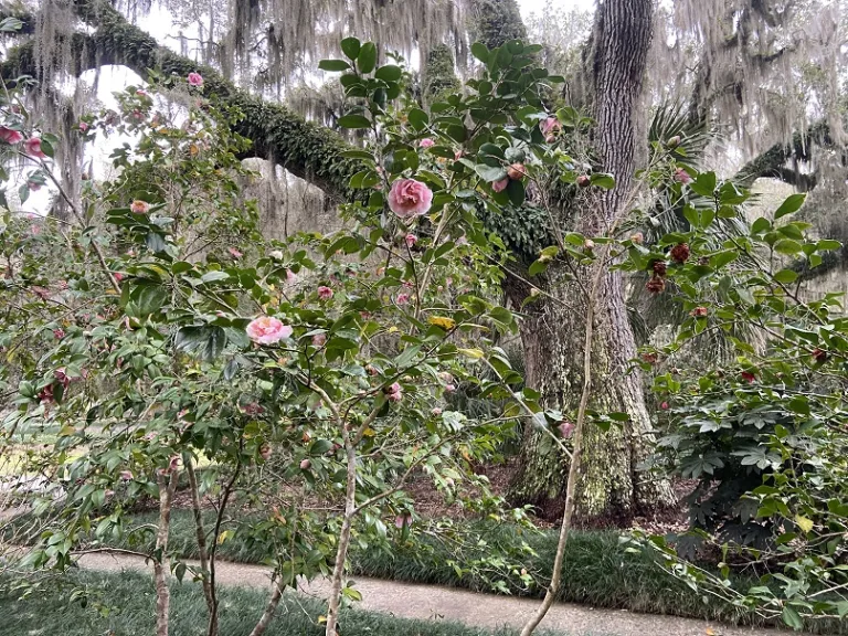 Camellia japonica 'Tomorrow's Dawn' flowering habit