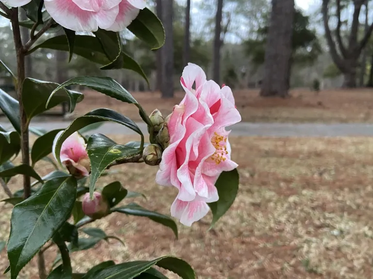 Camellia japonica 'Yours Truly' flower