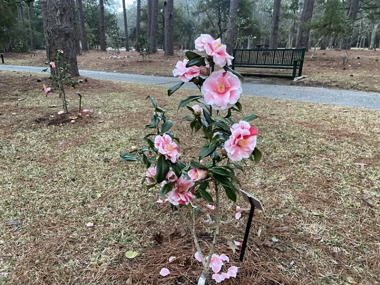 Camellia japonica 'Yours Truly' flowering habit