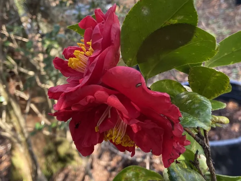 Camellia japonica 'Dr. Burnside' flower