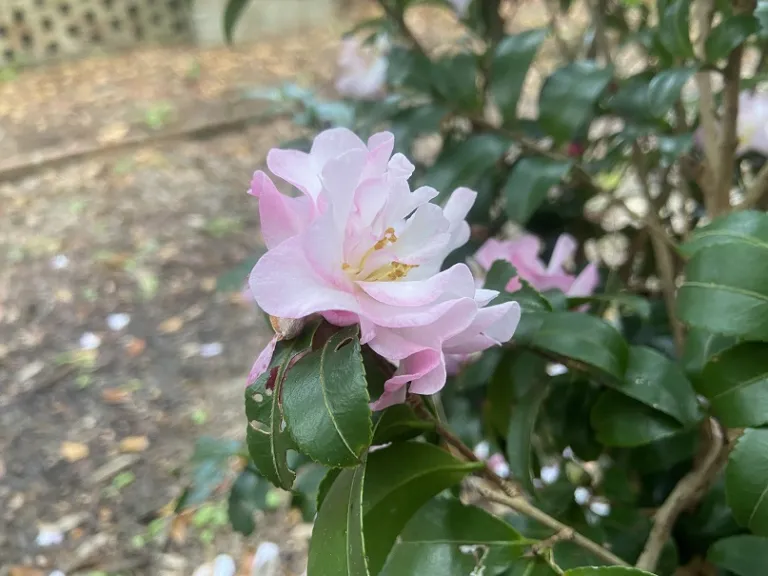 Camellia sasanqua 'Green 94-035' (Orchid™ October Magic®) flower