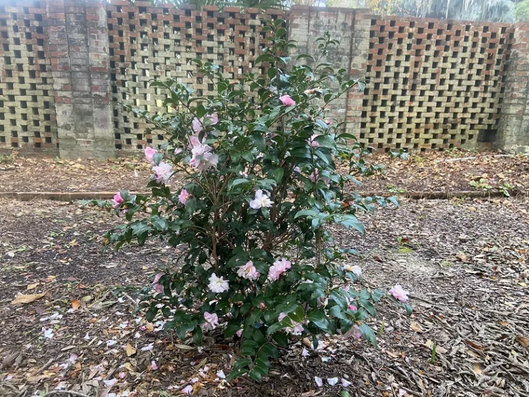 Camellia sasanqua 'Green 94-035' (Orchid™ October Magic®) flowering habit