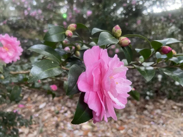 Camellia sasanqua × hiemalis 'Sparkling Burgundy' flower