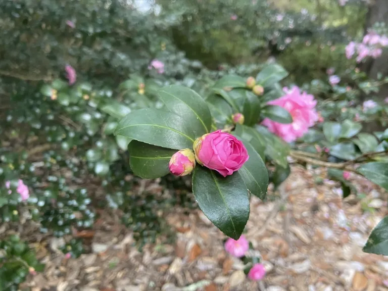 Camellia sasanqua × hiemalis 'Sparkling Burgundy' flower buds