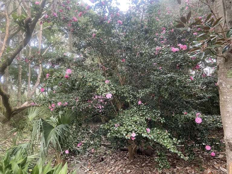 Camellia sasanqua × hiemalis 'Sparkling Burgundy' flowering habit