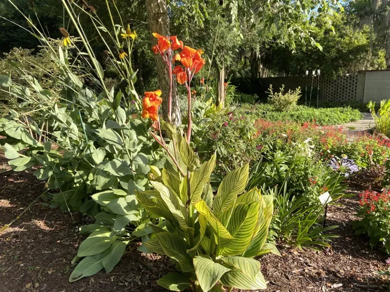 Canna 'Bengal Tiger' flowering habit