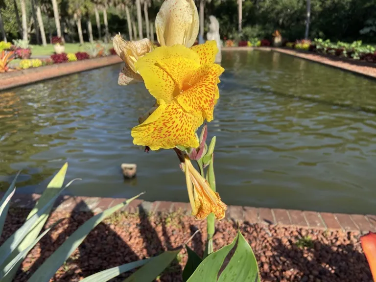 Canna 'Yellow King Humbert' (Cleopatra) flower