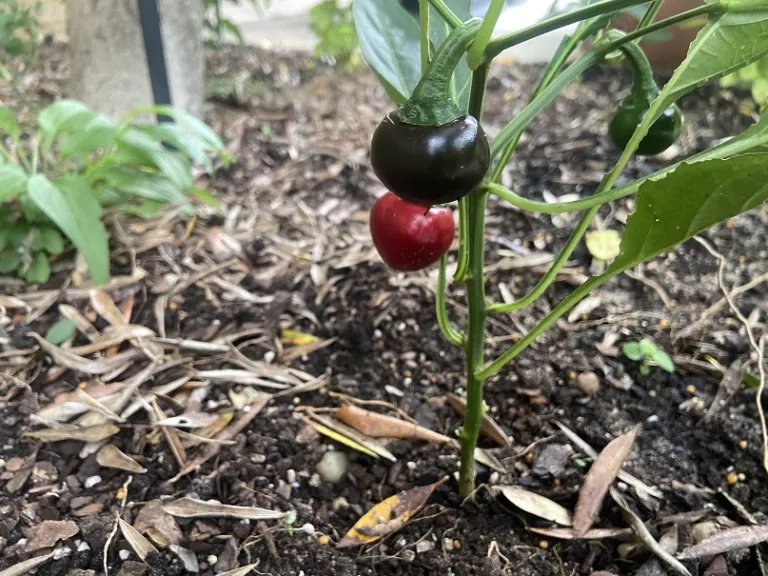 Capsicum annuum 'Red Cherry' (Cherry Sweet) fruit