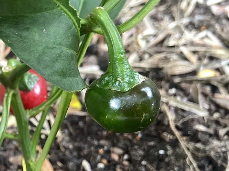 Capsicum annuum 'Red Cherry' (Cherry Sweet) immature fruit