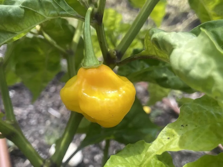 Capsicum chinense 'Trinidad Perfume' fruit