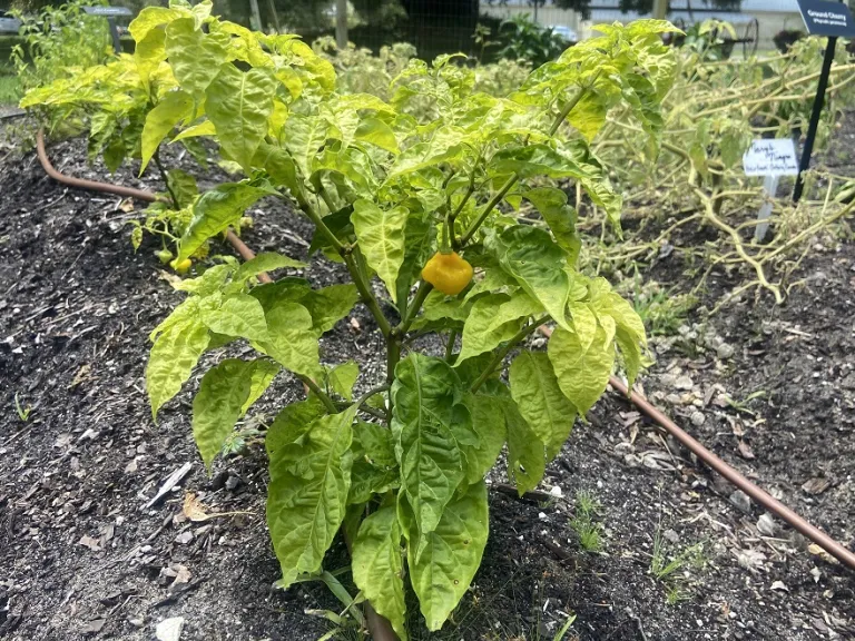 Capsicum chinense 'Trinidad Perfume' fruiting habit