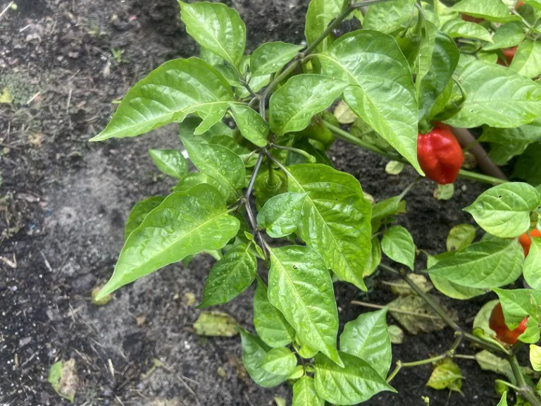 Capsicum chinense 'Roulette' foliage