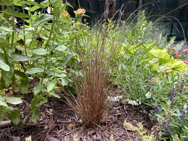 Carex buchananii 'Firefox' habit