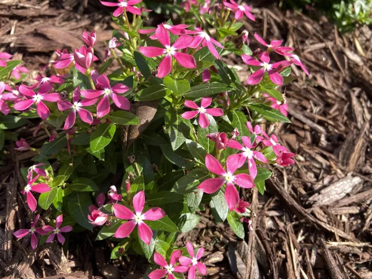 Catharanthus (Soiree Kawaii® Coral Reef) flowers