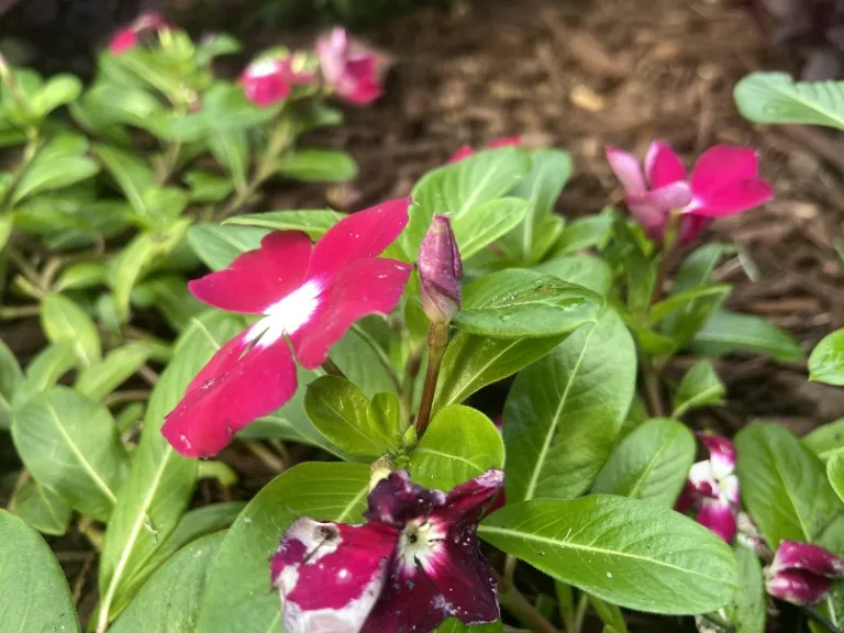 Catharanthus roseus 'Mediterranean XP Burgundy Halo' flower bud