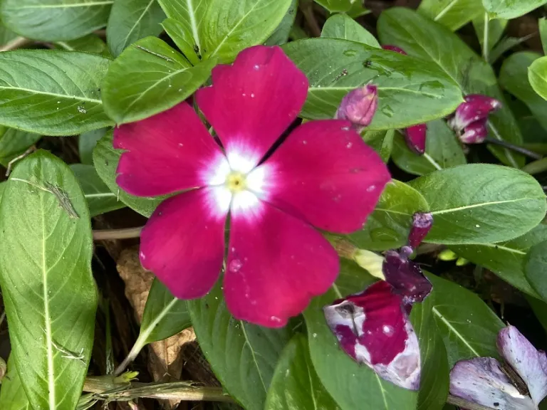 Catharanthus roseus 'Mediterranean XP Burgundy Halo' flower