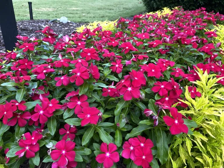 Catharanthus roseus 'Pacifica Really Red' flowering habit