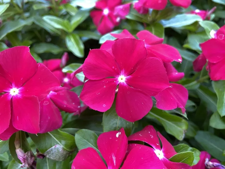 Catharanthus roseus 'Pacifica Really Red' flowers