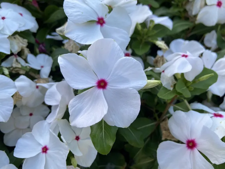 Catharanthus roseus 'Pacifica XP Polka Dot' flower