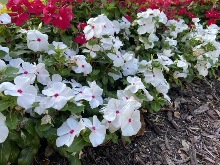 Catharanthus roseus 'Pacifica XP Polka Dot' flowering habit