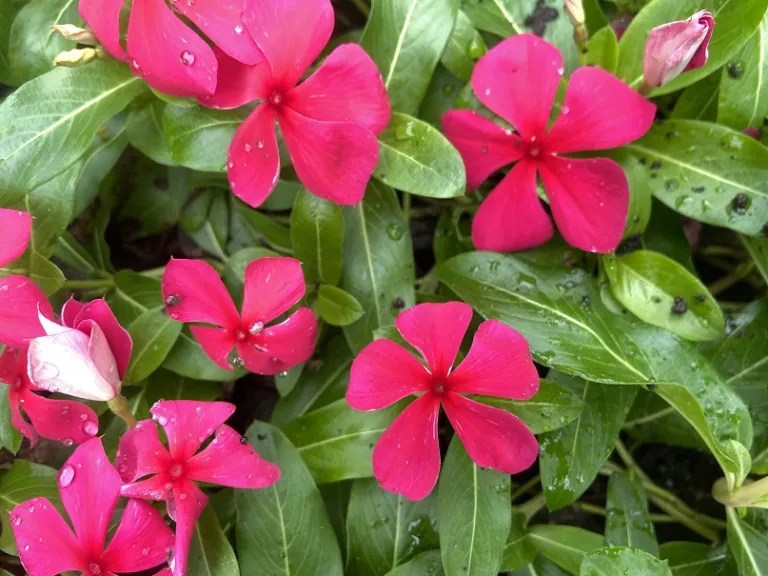 Catharanthus roseus (Mediterranean XP Mixture) flower