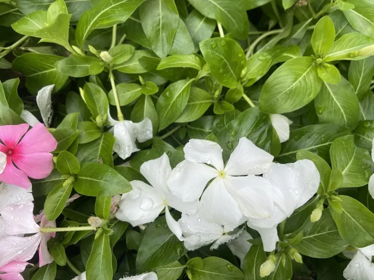 Catharanthus roseus (Mediterranean XP Mixture) flower