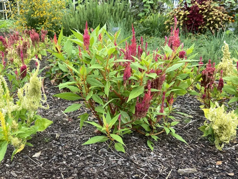 Celosia argentea (Plumosa Group) (First Flame™ Mixture) flowering habit