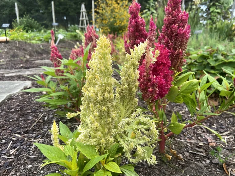 Celosia argentea (Plumosa Group) (First Flame™ Mixture) flowers